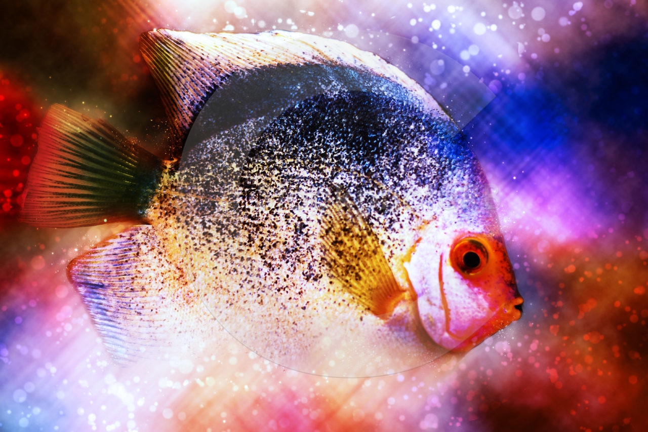 Discus | StockphotoRBStockphotoRB