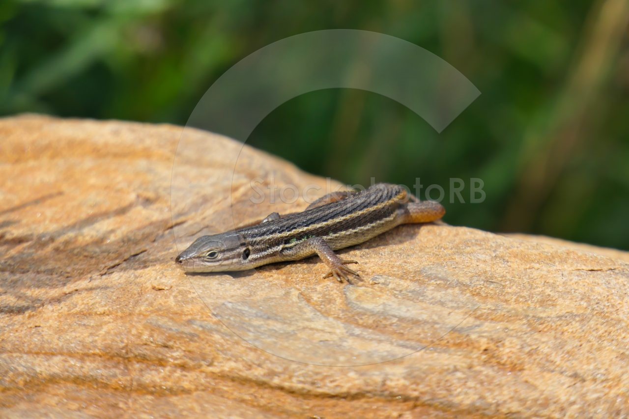 Lizardrd Lizard | StockphotoRBStockphotoRB